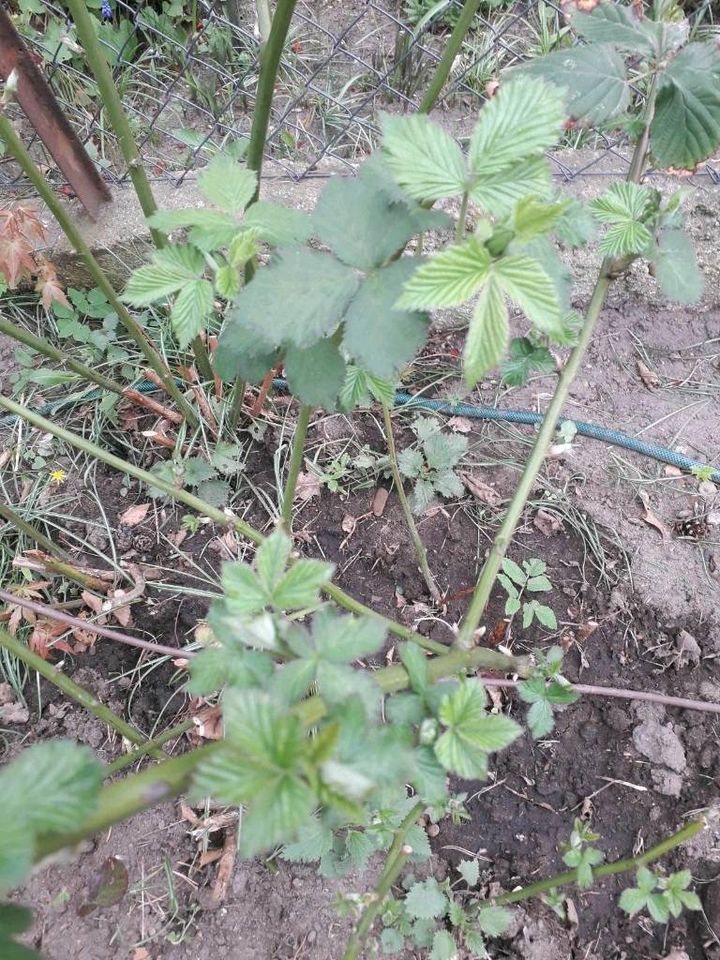 Brombeere Ableger dornenlos stachellos große Früchte in Dresden