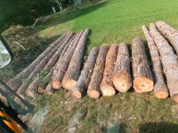 Kiefern und Lärche Stammholz zu verkaufen Nordrhein-Westfalen - Nieheim Vorschau