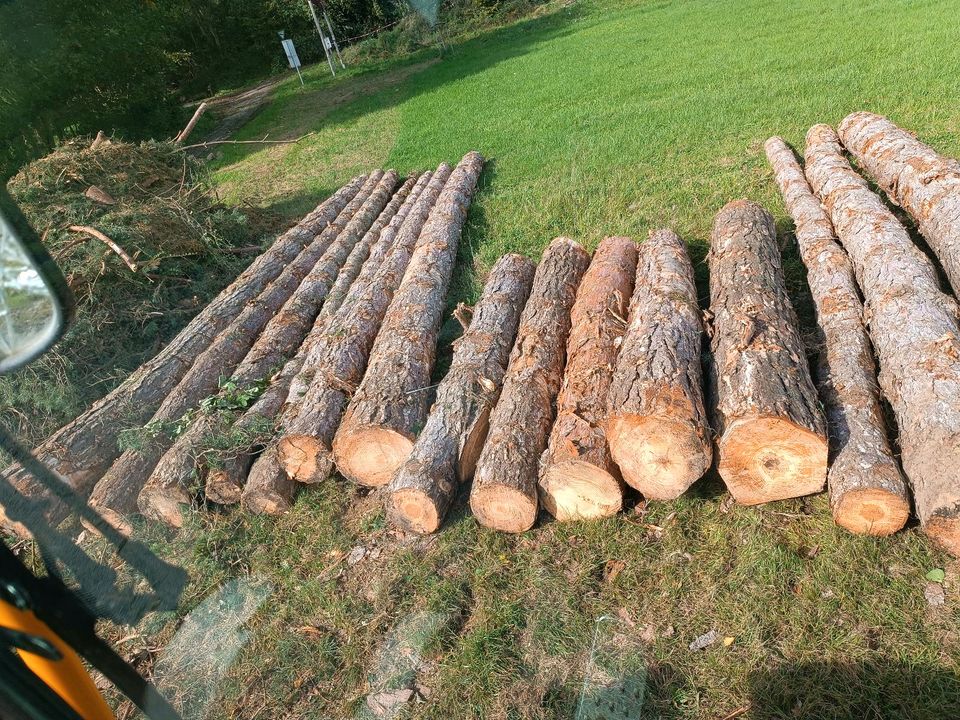 Kiefern und Lärche Stammholz zu verkaufen in Nieheim