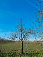 Obstbaumschnitt, Baumschnitt, Baumpflege Niedersachsen - Ahlerstedt Vorschau