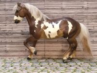 Modellpferd LBR Cust Ranch Horse Nordrhein-Westfalen - Gescher Vorschau