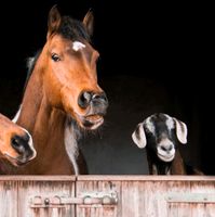 Reitbeteiligung (Reiter sucht Pferd) Wurster Nordseeküste - Dorum Vorschau