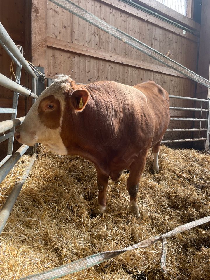 Fleckvieh Hornlos in Kirchheim unter Teck