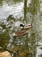 Hochbrutflugenten wildfarbig mit Latz Bayern - Opfenbach Vorschau