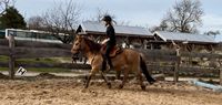 goldener Ponywallach (13J) Reitpferd und treuer Freund Mecklenburg-Vorpommern - Schwichtenberg Vorschau