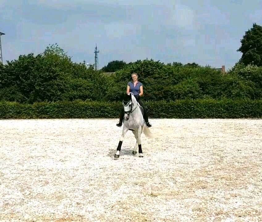 Beritt mobil oder Vollberitt , Reitunterricht in Rheinberg