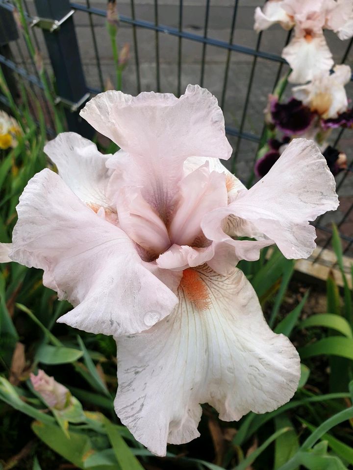 Iris Schwertlilie in Wiehl