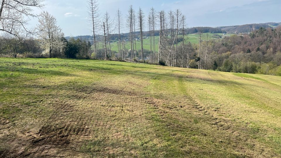 Wildschaden Beseitigung Wildschweinschäden beseitigen Schwarzwild in Wipperfürth