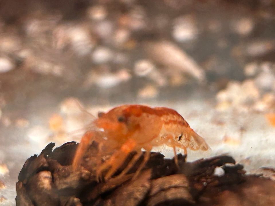 Oranger Zwergflusskrebs CPO Cambarellus patzcuarensis in Rangendingen