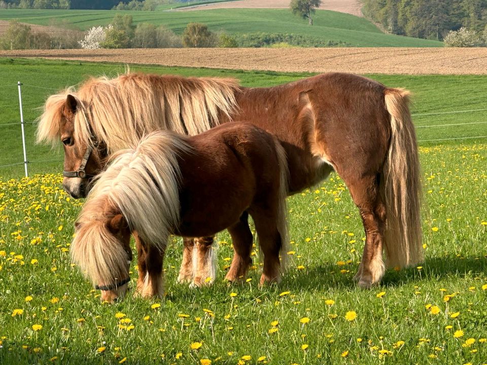 Geführtes Ponyreiten für Kinder in Falkenstein