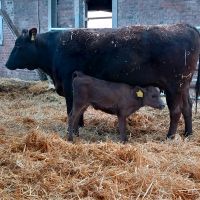 Wagyu F 154 Tochter mit Kalb bei Fuss Nordrhein-Westfalen - Raesfeld Vorschau