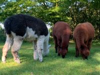 Alpaka (3 Tiere) von privat Niedersachsen - Schwanewede Vorschau