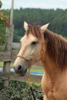 Knotenhalfter senfgelb mit Reitringen Bayern - Lappersdorf Vorschau