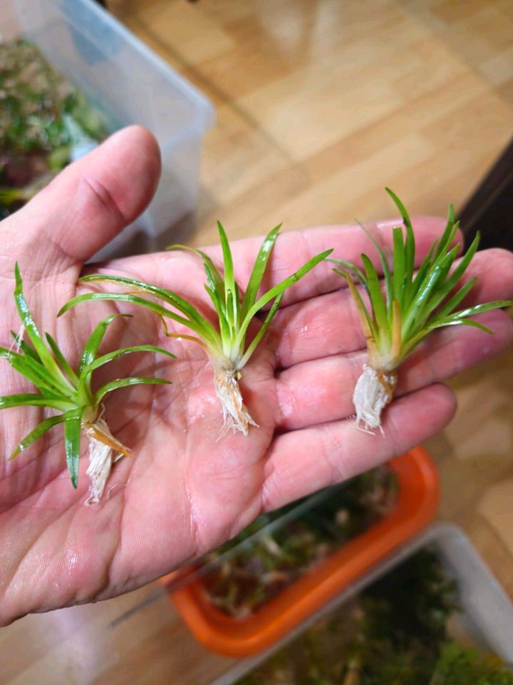 New ⭐❤ 3x Eriocaulon sp ❤⭐ Rare Aquarium Bucephalandra Garnelen in Freiburg im Breisgau