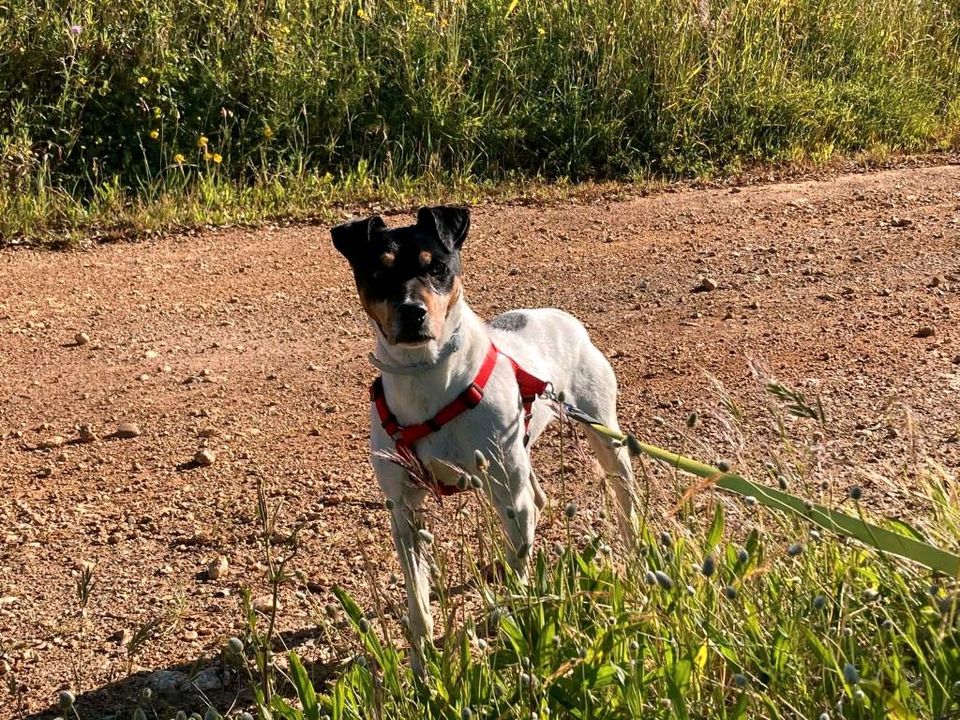 ♥️ Bruno sucht sein Traumzuhause ♥️ in Furth