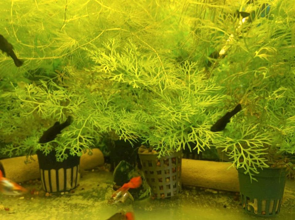 Aquarium Pflanzen, Fische zu verkaufen in Sehnde