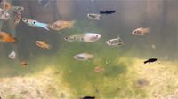 Platy guppy Babys 1€ Hessen - Offenbach Vorschau