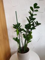 Glücksfeder/Zamioculcas 60cm Hoch,ohne Übertopf Bayern - Niederrieden Vorschau