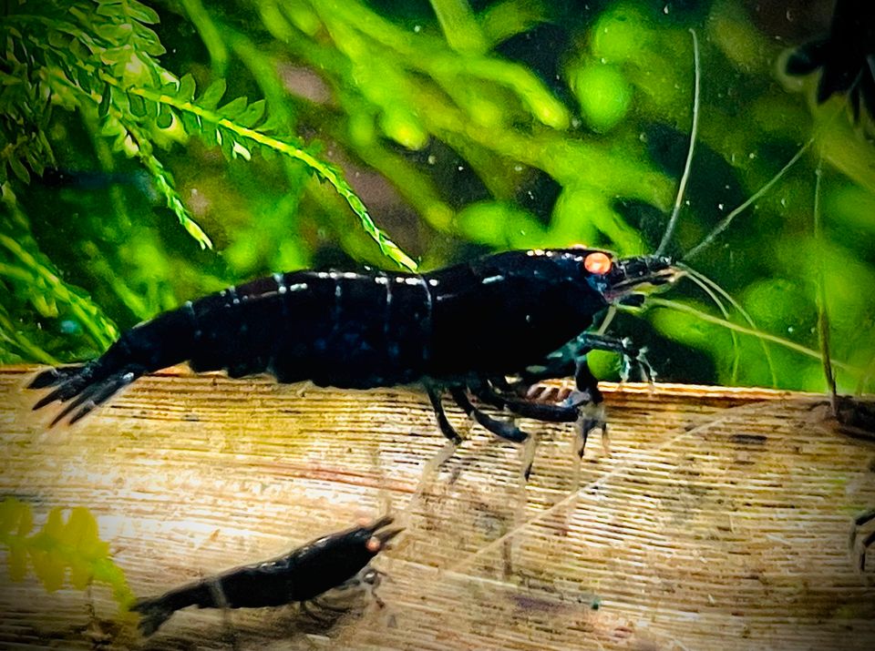 Schwarze Tigergarnelen OE BT1, auf Leitungswasser gehalten ab 3 € in Friedrichsdorf