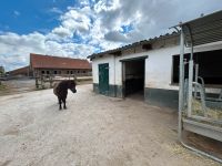 Offenstall / Offenstallplatz für Pony Köln - Weidenpesch Vorschau