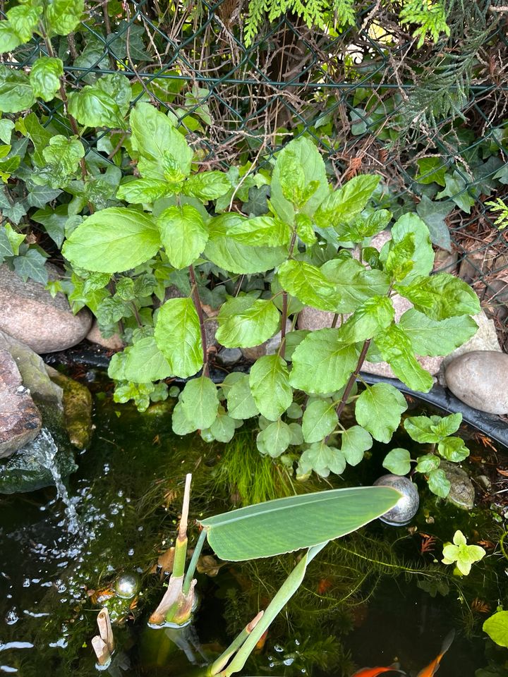 Wasserminze; essbar, zu verschenken, nur Abholung in Warendorf