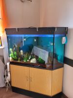 300 Liter Eck-Aquarium mit viel Zubehör in gutem Zustand Bayern - Pettendorf Vorschau
