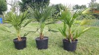 Chamaerops Humilis - europäische Zwergpalme - Palme -90-95 cm Nordrhein-Westfalen - Wadersloh Vorschau