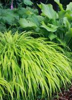 Hakonechloa Berggras Gold winterhart Gras Ziergras Rheinland-Pfalz - Mayen Vorschau