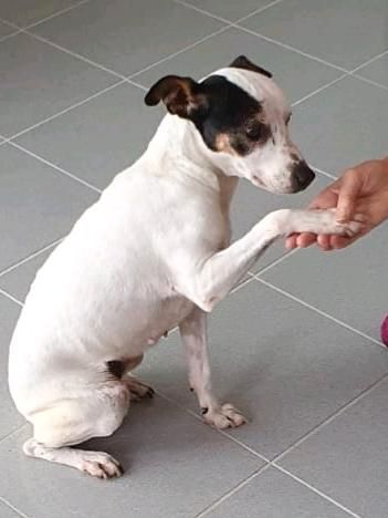 BELEN Bodeguero Hündin Tierschutz Hund in Rodenbek