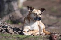 Sanfte BONNY ❤️ aus dem Tierschutz sucht ihre Menschen Thüringen - Weimar Vorschau