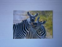 Postkarte - Zebra ! Natur - Tiere - Afrika ! Lachende Zebras ! Nordrhein-Westfalen - Welver Vorschau