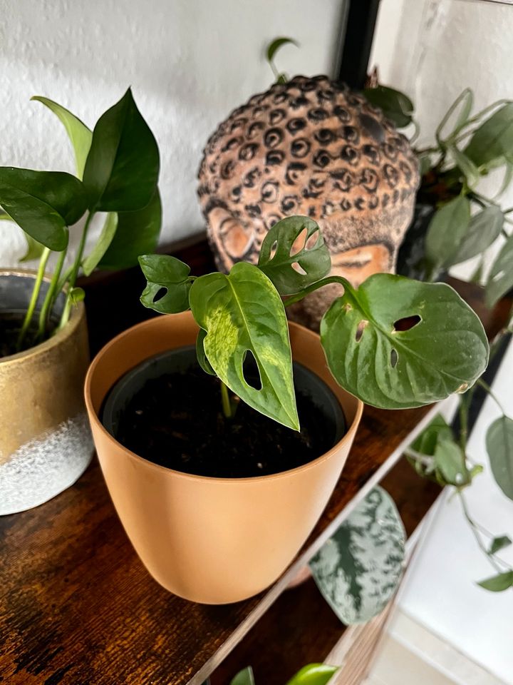 Monstera Adansonii variegata round form Urban Jungle Pflanze in Bergisch Gladbach