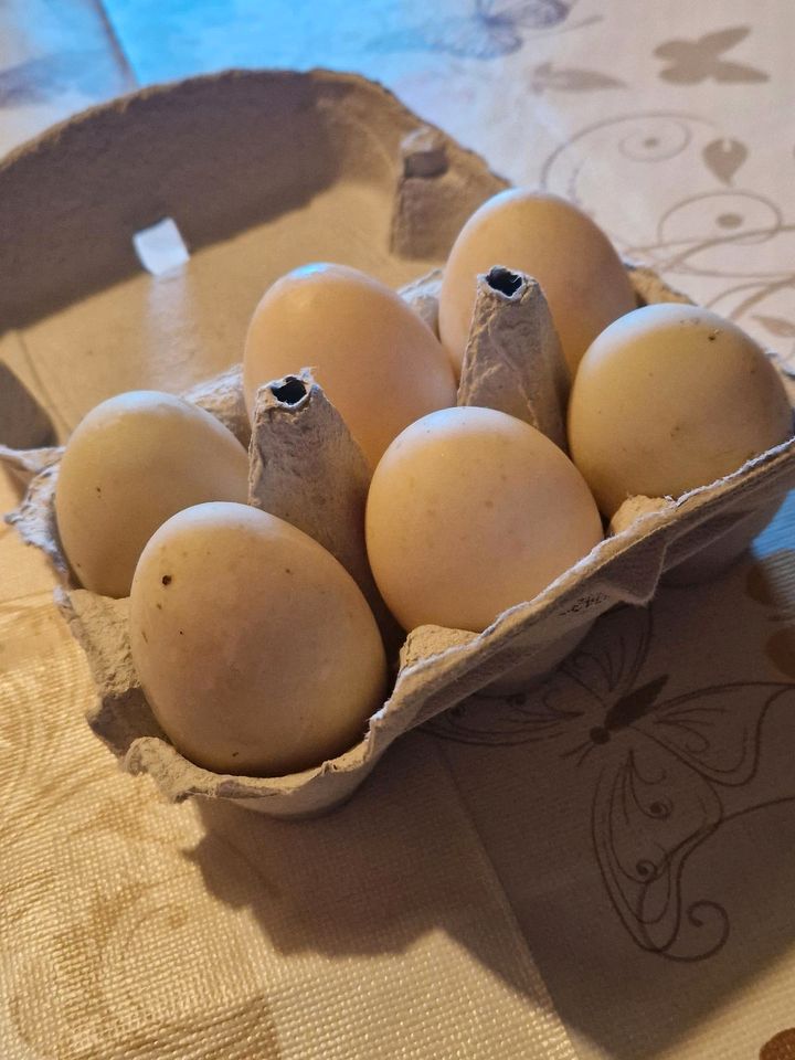 Sachsenenten-Eier abzugeben in Georgenberg