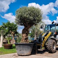 Olea europaea Nr 2501 Nordrhein-Westfalen - Delbrück Vorschau