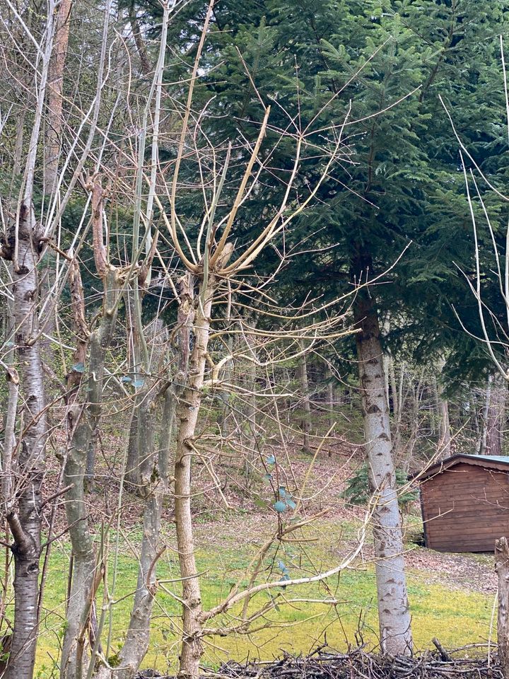 Suche Schrebergarten zur Miete oder zum Kauf in Süßen