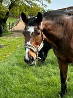 30 jähriger Senior sucht Pflegebeteiligung zum Betüddeln Duisburg - Homberg/Ruhrort/Baerl Vorschau