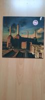 Pink Floyd LP Animals farbige Pressung limitierte Auflage 1977 Nordrhein-Westfalen - Mönchengladbach Vorschau