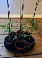 Tomatenpflanzen aus der Toskana, Pomodoro San Marzano Aachen - Vaalserquartier Vorschau