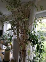 Ficus Benjamin sucht ein neues Zuhause Baden-Württemberg - Karlsruhe Vorschau