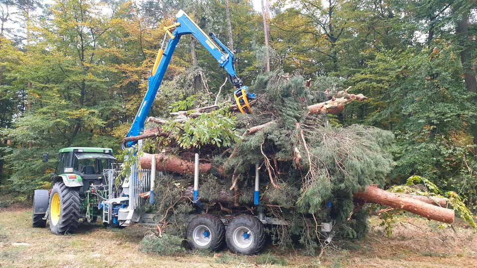 Baumfällung Problembaumfällung Windwurf Landschaftspflege in Altenbeken