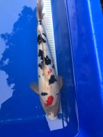 --- Japan Koi Doitsu Sanke 44 cm, Gartenteich Fische--- Niedersachsen - Twistringen Vorschau