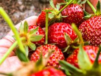 Erdbeeren - auch zum Selbstpflücken Niedersachsen - Winnigstedt Vorschau