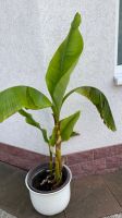 2 Winterharte Bananen der Sorte "Musa Basjoo" in Kübel Hessen - Fulda Vorschau
