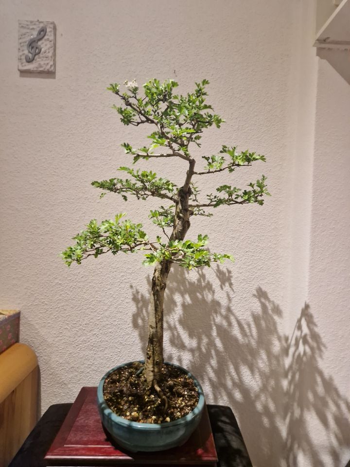 Bonsai Weißdorn- toller Solitär! in Hannover