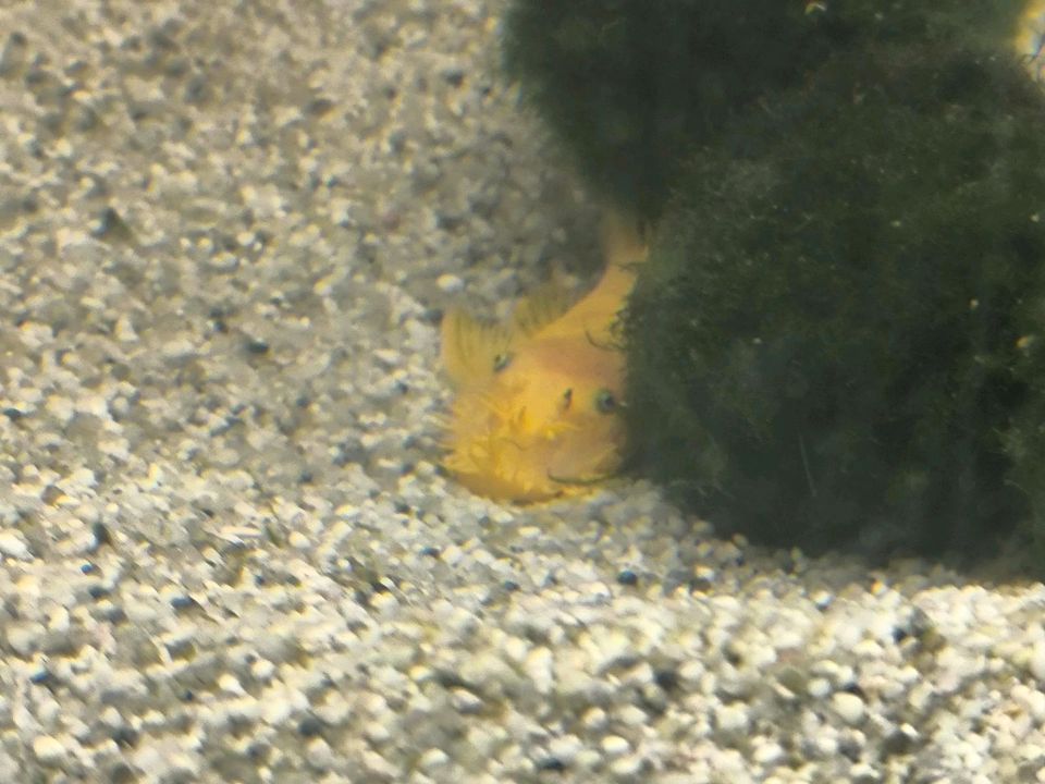 Aquarium Antennenwels gelb gold  (Ancistrus sp. L144) in Kalbe (Milde)