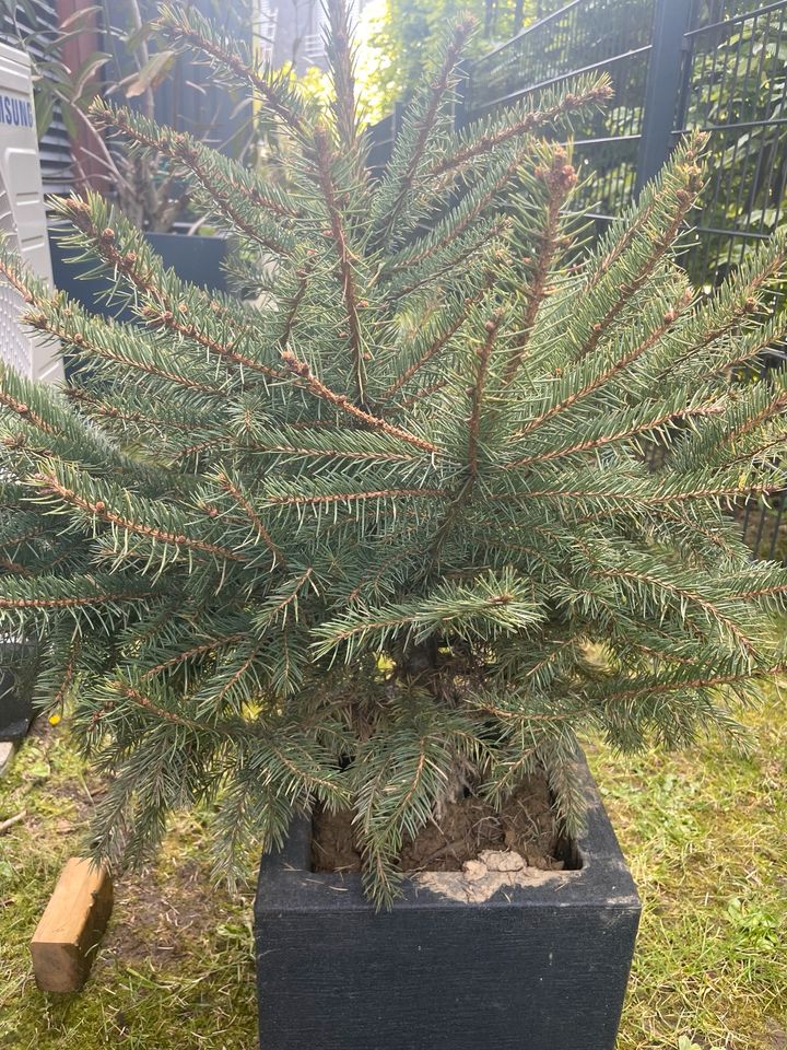 Tannenbaum zum auspflanzen in Meerbusch