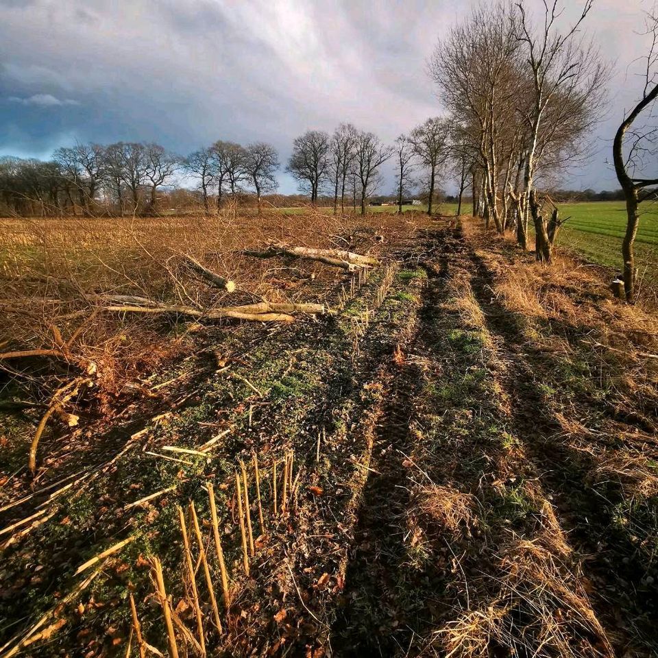 Feldrandpflege Hecke Büsche entfernen mit Fällgreifer in Apen