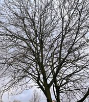 ⭐ Sturmschaden Gefahren Totholz Beseitigung Baum Schaden NRW Münster (Westfalen) - Amelsbüren Vorschau