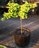 Ginkgo Biloba-Baum im großen Steinkübel, Fächerblattbaum 120cm Brandenburg - Rathenow Vorschau