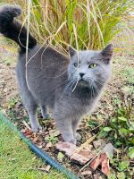 Katze / Kater / Katzen in liebevolle Hände abzugeben Ludwigslust - Landkreis - Rastow Vorschau